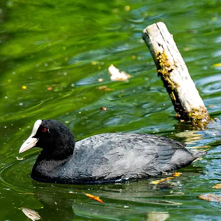Au Marais Σπίτι διακοπών Αμιάν